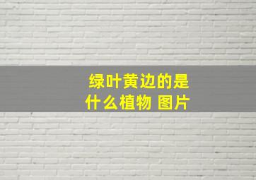 绿叶黄边的是什么植物 图片